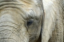 Большой слон - Сток