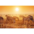 Зебры Африки - Сток