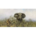 Бычий слон - Шеперд, Девид (20 век)