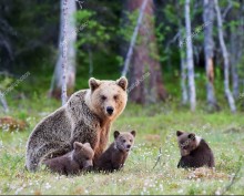Бурая медведица с медвежатами