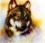 Волк. Портрет