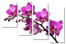 Ветка с розовыми орхидеями