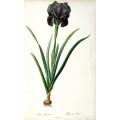 Ирис (Iris Luxiana) - Редуте, Пьер-Жозеф
