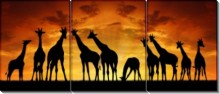 Панорама Жирафы - Сток