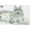 Снежный леопард - Сток