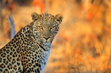 Африканский леопард - Сток