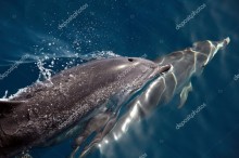 Дельфины в синей воде - Сток