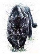 Черная пантера - Сток
