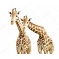 Любопытные жирафы - Сток