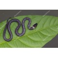 Маленькая змейка на зеленом листке - Сток