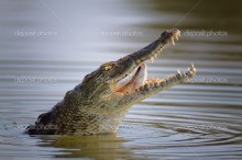 Крокодил на рыбалке - Сток