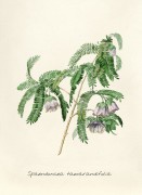 Spaendoncea Tamarindifolia - Редуте, Пьер-Жозеф