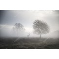 Туманный пейзаж с оленем - Сток