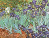 Ирисы Ван Гога