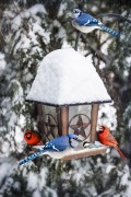 Птичья кормушка в снегу