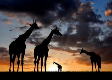 Жирафы Африки - Сток