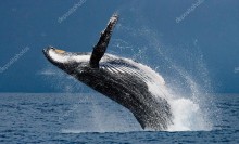 Горбатый кит. Прыжок