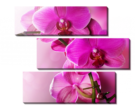 Орхидеи в розовом _2