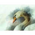 Белый лебедь - Сток