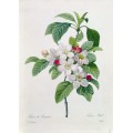 Ветвь цветущей яблони - Редуте, Пьер-Жозеф