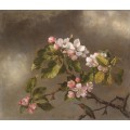 Колибри на ветви цветущей яблони - Хед, Мартин Джонсон