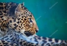 Профиль леопарда - Сток