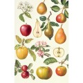 Яблоки и груши - Райс, Элизабет