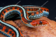 Подвязочная змея - Сток