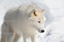 Арктический волк в снегу