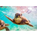 Гавайская морская черепаха - Сток