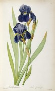 Ирис (Iris Germanica) - Редуте, Пьер-Жозеф