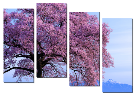 Дерево в розовом цвету_2