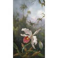 Колибри у белой орхидеи - Хед, Мартин Джонсон