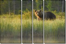 Бурый медведь - Сток
