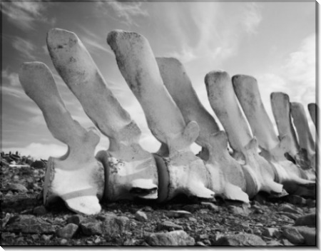 Китовые кости в Антарктиде - Ренье, Крис