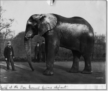 Цирковой слон Барнума