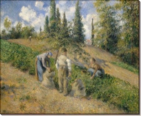 Урожай, Понтуаз, 1881 - Писсарро, Камиль