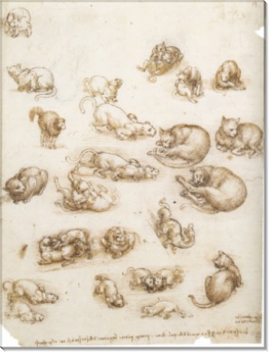 Эскиз с кошками и другими животными - Винчи, Леонардо да