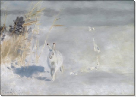 Зимний окрас - (заяц-беляк), 1932 - Лильефорс, Бруно