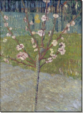 Цветущее миндальное дерево (Almond Tree in Blossom), 1888 - Гог, Винсент ван