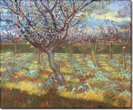 Абрикосовое дерево в цвету (Apricot Tree in Bloom), 1888 - Гог, Винсент ван