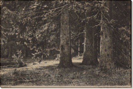 Ели (Ели в Шуваловском парке), 1886 - Шишкин, Иван Иванович