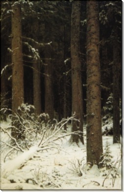 Еловый лес зимой, 1884 - Шишкин, Иван Иванович