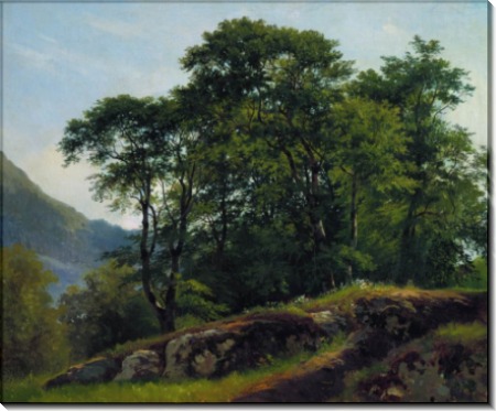 Буковый лес в Швейцарии, 1863 - Шишкин, Иван Иванович