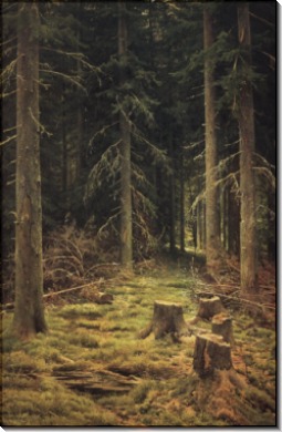 Хвойный лес, 1873 - Шишкин, Иван Иванович