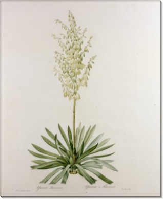 Юкка (Yucca Filamentosa) - Редуте, Пьер-Жозеф