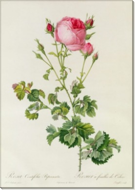 Роза (Rosa Centifolia Bipinnata) - Редуте, Пьер-Жозеф