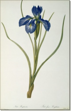 Ирис (Iris Xyphioides) - Редуте, Пьер-Жозеф
