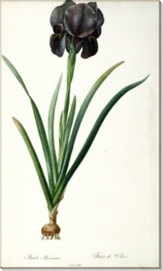 Ирис (Iris Luxiana) - Редуте, Пьер-Жозеф