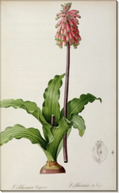 Вельтеймия (Veltheimia Capensis) - Редуте, Пьер-Жозеф